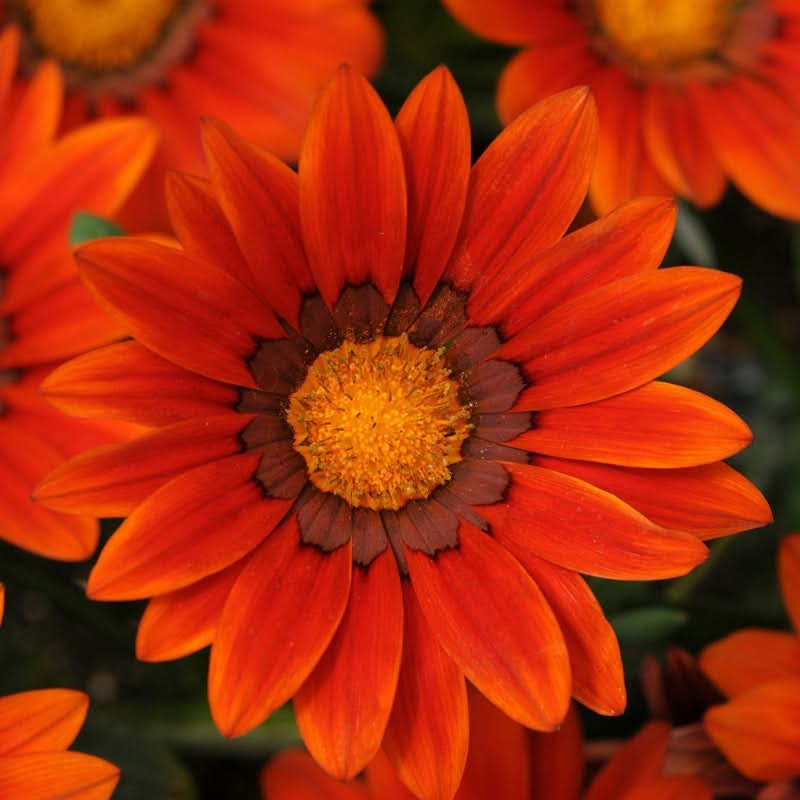 Gazania Rigens Mixed Color Seed Pack – 100 Seeds of Vibrant Flowering Varietie