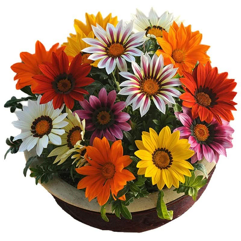 Gazania Rigens Mixed Color Seed Pack – 100 Seeds of Vibrant Flowering Varietie