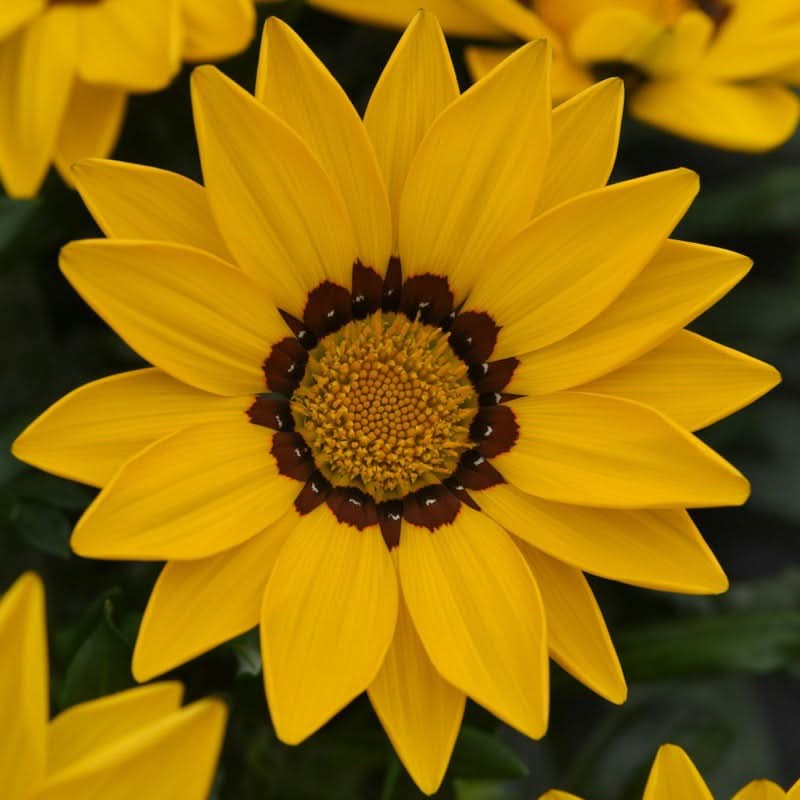 Gazania Rigens Mixed Color Seed Pack – 100 Seeds of Vibrant Flowering Varietie