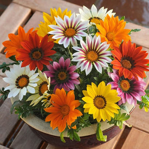 Gazania Rigens Mixed Color Seed Pack – 100 Seeds of Vibrant Flowering Varietie