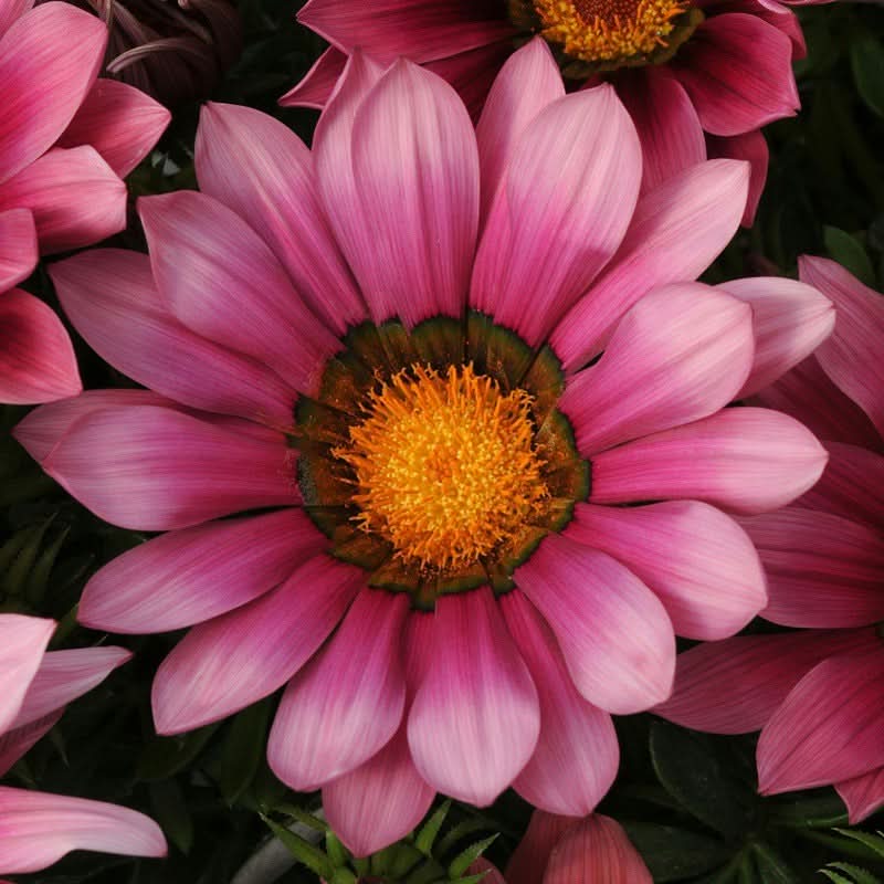 Gazania Rigens Mixed Color Seed Pack – 100 Seeds of Vibrant Flowering Varietie