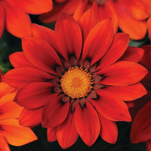 Gazania Rigens Mixed Color Seed Pack – 100 Seeds of Vibrant Flowering Varietie