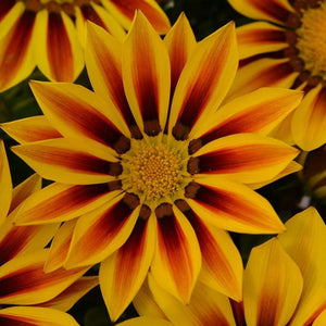 Gazania Rigens Mixed Color Seed Pack – 100 Seeds of Vibrant Flowering Varietie
