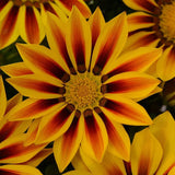 Gazania Rigens Mixed Color Seed Pack – 100 Seeds of Vibrant Flowering Varietie