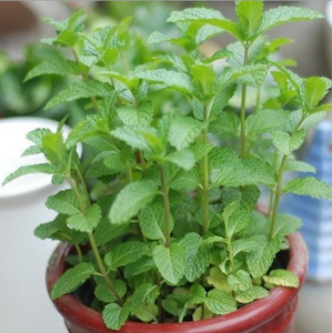 Perfume Mint Seeds – Refreshing Herbal Tea & Fragrant Garden Plant