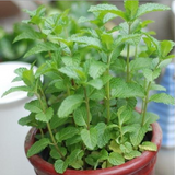Graines de menthe parfumée – Tisane rafraîchissante et plante de jardin parfumée