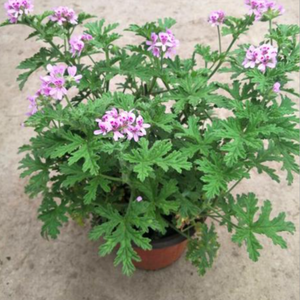 Mosquito-Repellent Herb Seeds – Natural Citronella Fragrance