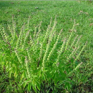 Basil Seeds – Classic Culinary Herb – Worldwide Shipping