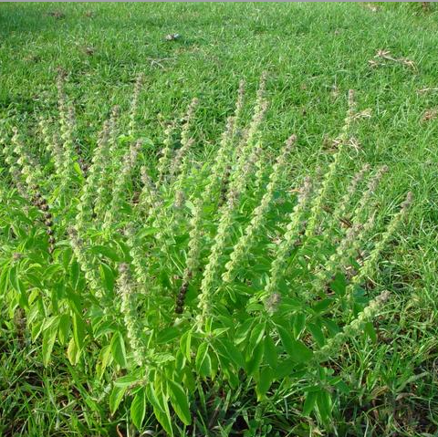 Basil Seeds – Classic Culinary Herb – Worldwide Shipping