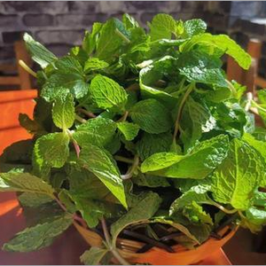 Wrinkled Gianthyssop Seeds – Flavorful Mint Variety