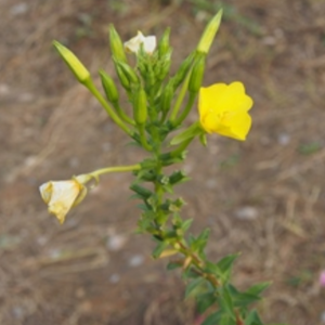 Evening Primrose Seeds – Medicinal &amp; Ornamental Plant