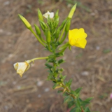 Evening Primrose Seeds – Medicinal &amp; Ornamental Plant
