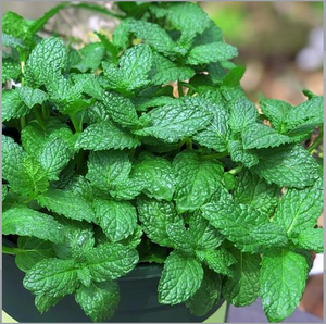 Summer-Scented Mint Seeds – Herbal Remedy &amp; Flavorful Herb