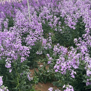 Violet Seeds – Fragrant &amp; Colorful Flowers