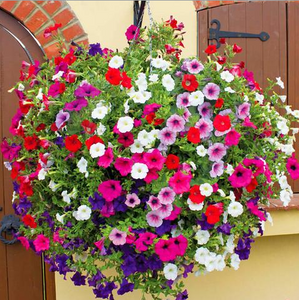 Petunia Mixed Colors Seeds – Vibrant Garden Blooms