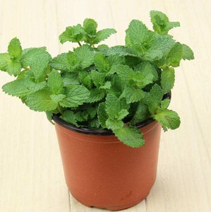 Catnip Seeds – Cat’s Favorite Plant &amp; Herbal Remedy