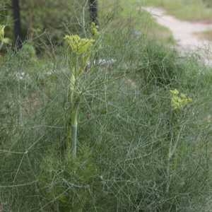 Fennel Seeds – Flavorful Culinary &amp; Medicinal Herb