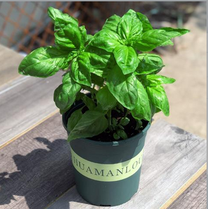 Large-Leaf Basil Seeds – Aromatic Kitchen Essential