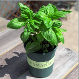 Large-Leaf Basil Seeds – Aromatic Kitchen Essential