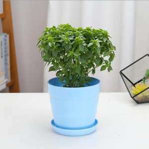 Small-Leaf Basil Seeds – Asian Culinary Herb