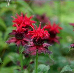 American Mint Mixed Colors Seeds – Bright &amp; Ornamental Blooms&nbsp;