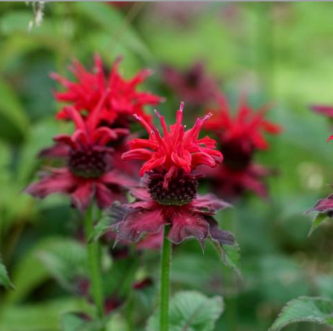 American Mint Mixed Colors Seeds – Bright & Ornamental Blooms 