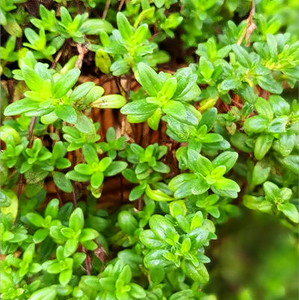 Thyme Seeds – Essential Mediterranean Herb