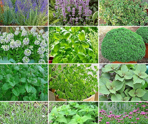 Thyme Seeds – Essential Mediterranean Herb