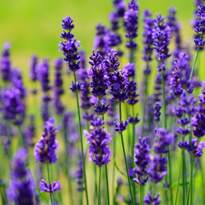 Lavender Seeds – Aromatic &amp; Ornamental Plant