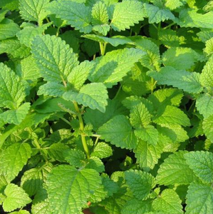 Lemon Balm Seeds – Calming Herbal Tea &amp; Insect Repellent