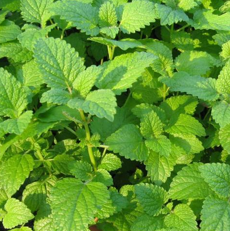 Lemon Balm Seeds – Calming Herbal Tea &amp; Insect Repellent