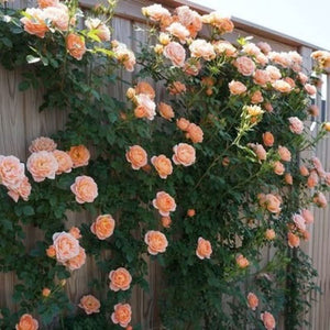 Climbing Rose Seeds – Four-Season Blooming Varieties for Walls, Fences & Trellises