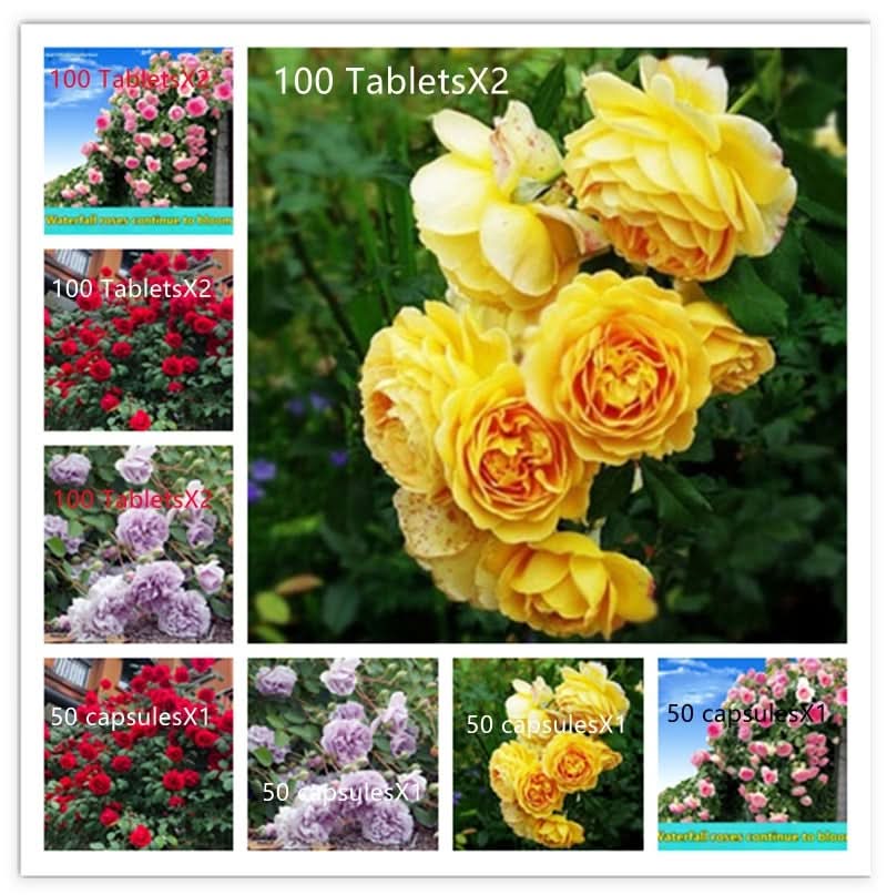 Climbing Rose Seeds – Four-Season Blooming Varieties for Walls, Fences & Trellises
