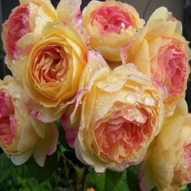 Climbing Wall Rose Seed Seeds Four Seasons Planting Outdoor Garden Flower Seeds