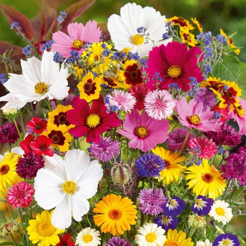 Collection de graines de fleurs sauvages – Variétés de fleurs variées pour des jardins colorés et propices aux pollinisateurs
