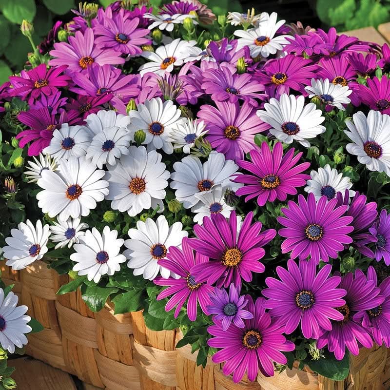 Collection de graines de fleurs sauvages – Variétés de fleurs variées pour des jardins colorés et propices aux pollinisateurs