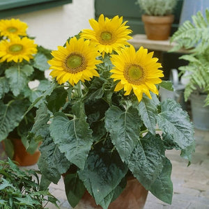 Collection de graines de fleurs sauvages – Variétés de fleurs variées pour des jardins colorés et propices aux pollinisateurs