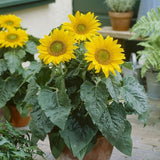 Collection de graines de fleurs sauvages – Variétés de fleurs variées pour des jardins colorés et propices aux pollinisateurs