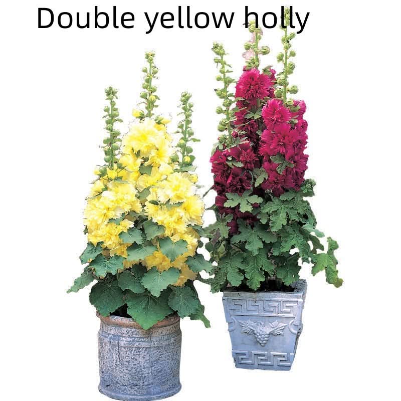 Double Petal Large Flower Seeds Of Mallow