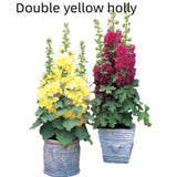 Double Petal Large Flower Seeds Of Mallow