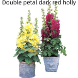 Double Petal Large Flower Seeds Of Mallow