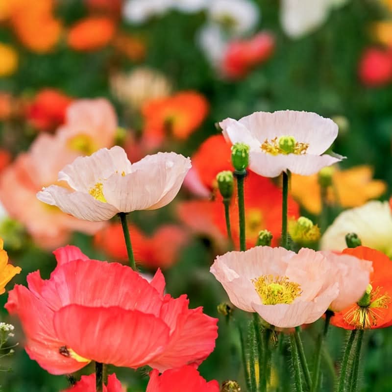 Collection de graines de fleurs sauvages – Variétés de fleurs variées pour des jardins colorés et propices aux pollinisateurs
