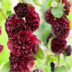 Double Petal Large Flower Seeds Of Mallow