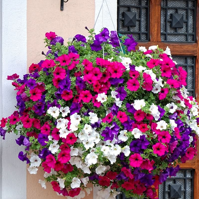 Collection de graines de fleurs sauvages – Variétés de fleurs variées pour des jardins colorés et propices aux pollinisateurs