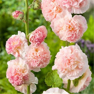 Double Petal Large Flower Seeds Of Mallow