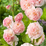 Double Petal Large Flower Seeds Of Mallow