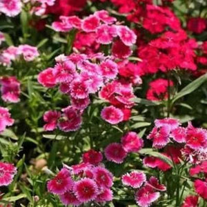 Collection de graines de fleurs sauvages – Variétés de fleurs variées pour des jardins colorés et propices aux pollinisateurs