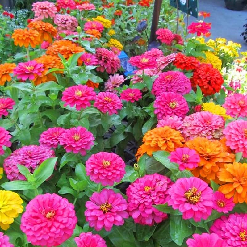 Collection de graines de fleurs sauvages – Variétés de fleurs variées pour des jardins colorés et propices aux pollinisateurs