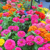 Collection de graines de fleurs sauvages – Variétés de fleurs variées pour des jardins colorés et propices aux pollinisateurs
