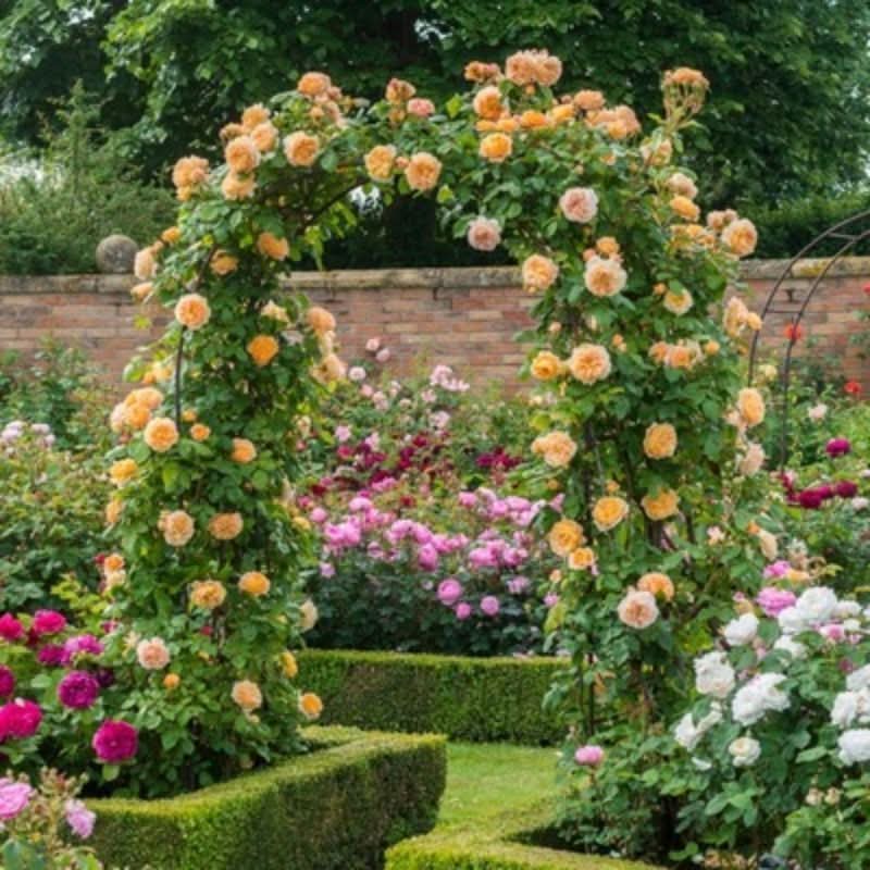 Climbing Rose Seeds – Four-Season Blooming Varieties for Walls, Fences & Trellises
